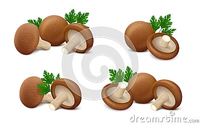 Fresh shiitake mushrooms with parsley isolated on white background Vector Illustration